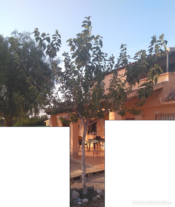 Segunda mano: Morera Blanca adulta - Foto 2