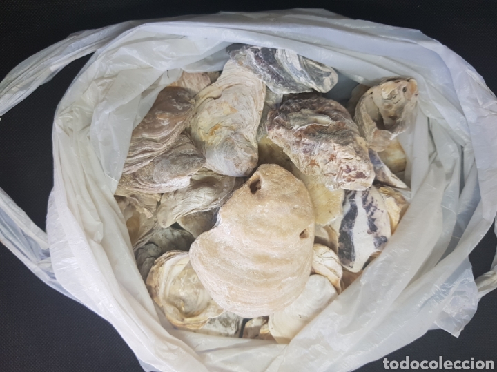 Segunda mano: Lote de conchas - car55 - Foto 1