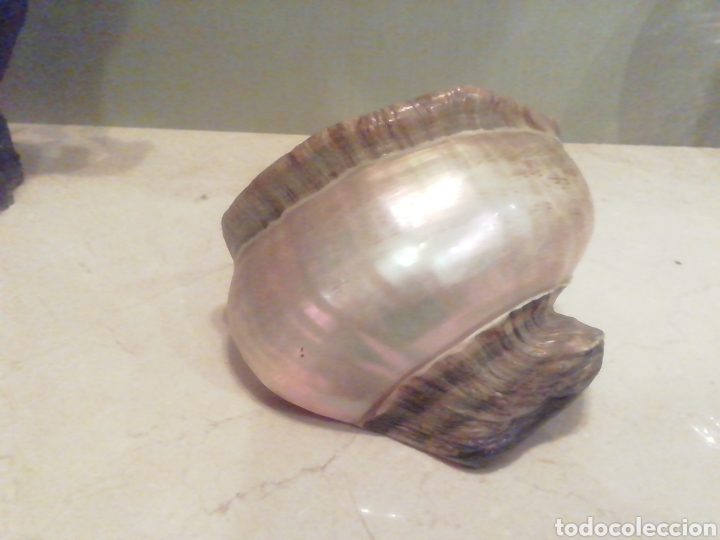 Segunda mano: Caracola preciosa. - Foto 2