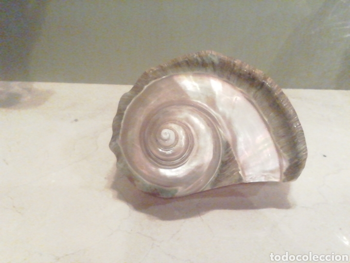 Segunda mano: Caracola preciosa. - Foto 1