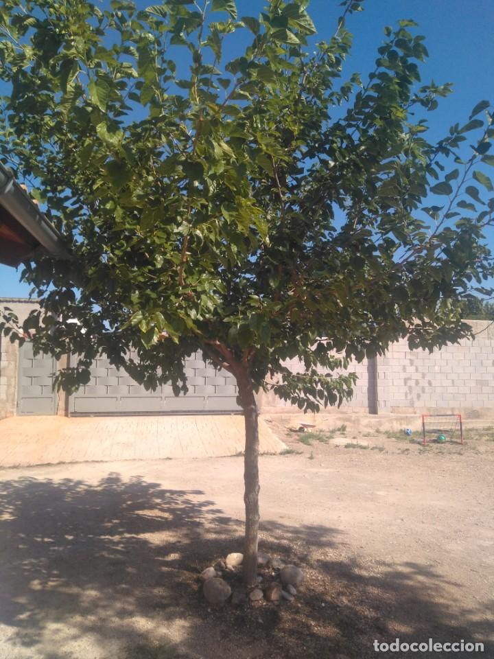 Segunda mano: Morera Blanca adulta - Foto 3