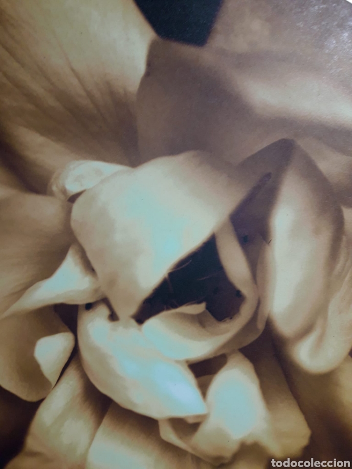 Segunda mano: Cuadro flor - Foto 3