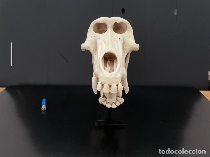 Segunda mano: craneo babuino - Foto 2