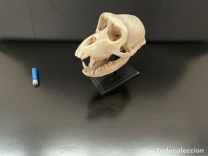 Segunda mano: craneo primate - Foto 1