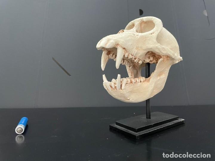 Segunda mano: craneo primate - Foto 2