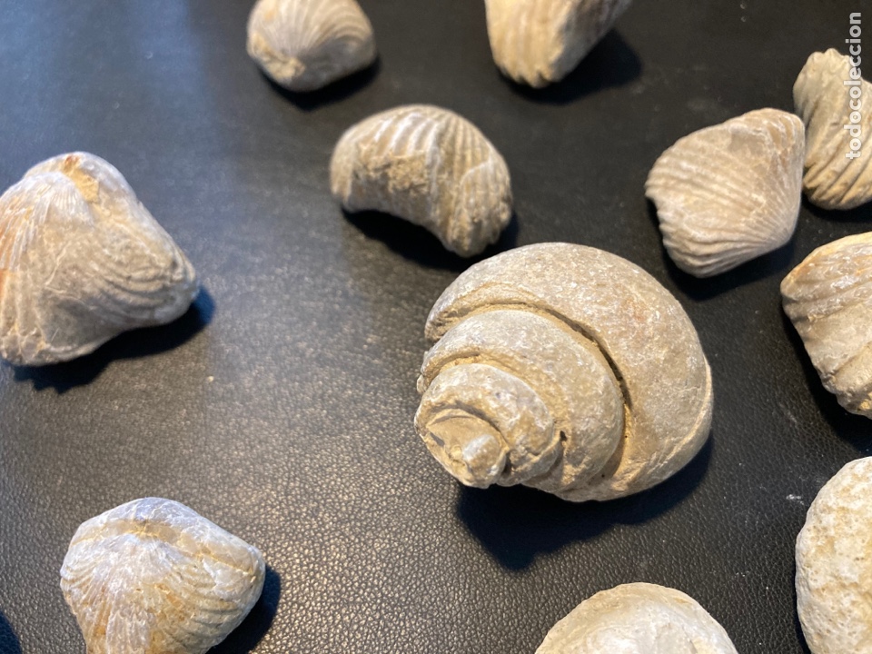 Segunda mano: Lote de 16 conchas f&oacute;siles - Foto 2