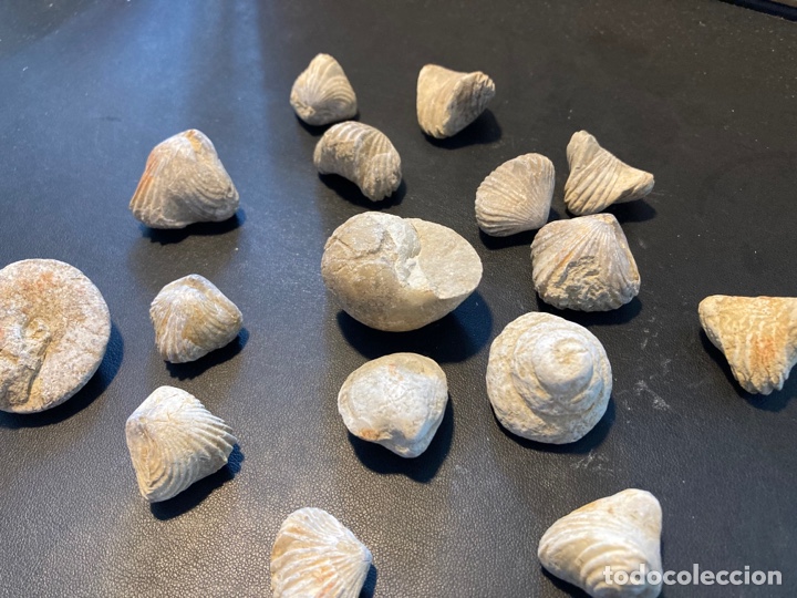 Segunda mano: Lote de 16 conchas f&oacute;siles - Foto 3