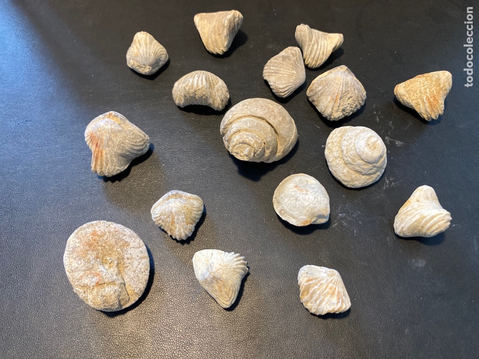Segunda mano: Lote de 16 conchas f&oacute;siles - Foto 1