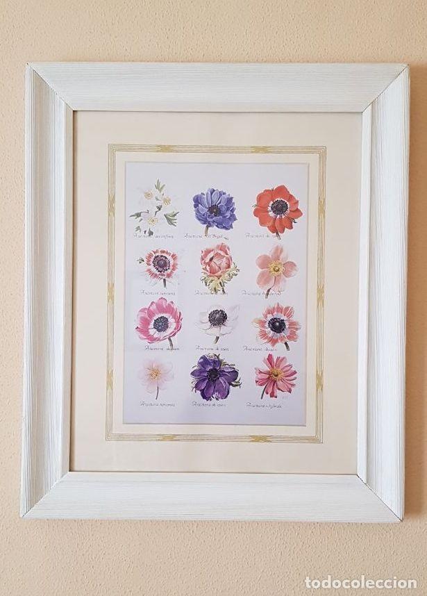 Segunda mano: Pareja de l&aacute;minas de flores - Foto 3