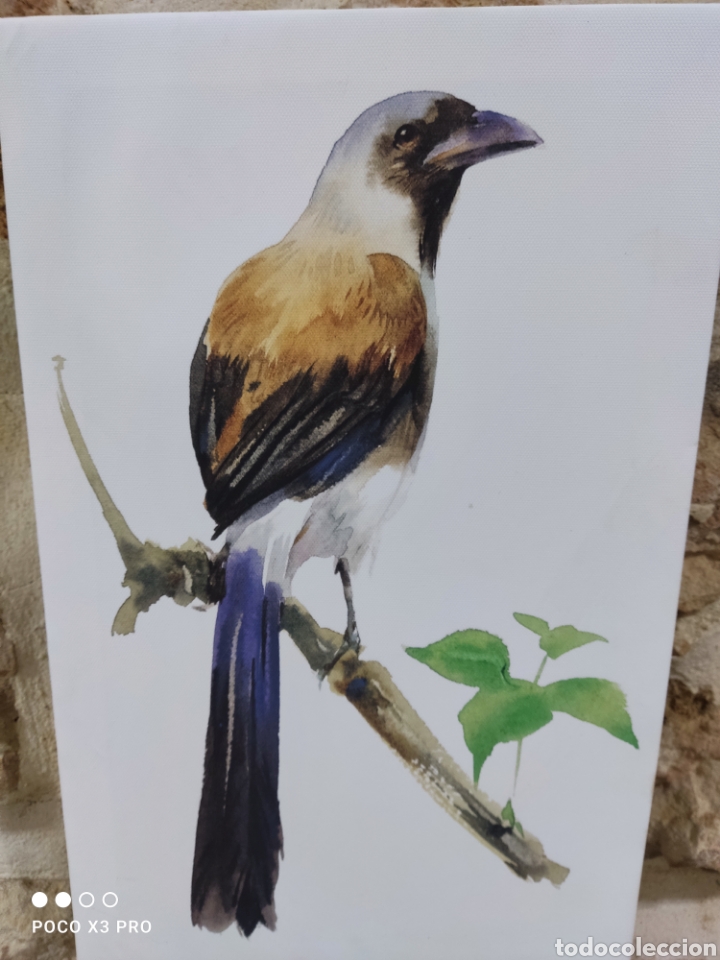 Segunda mano: Lienzo enmarcado pajaro 39 x 25 - Foto 6