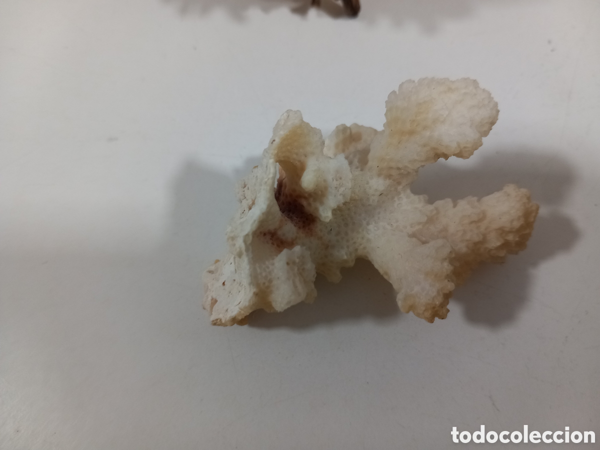 Segunda mano: PALILLERO HECHO CON CARACOLAS- MALACOLOGIA - Foto 4