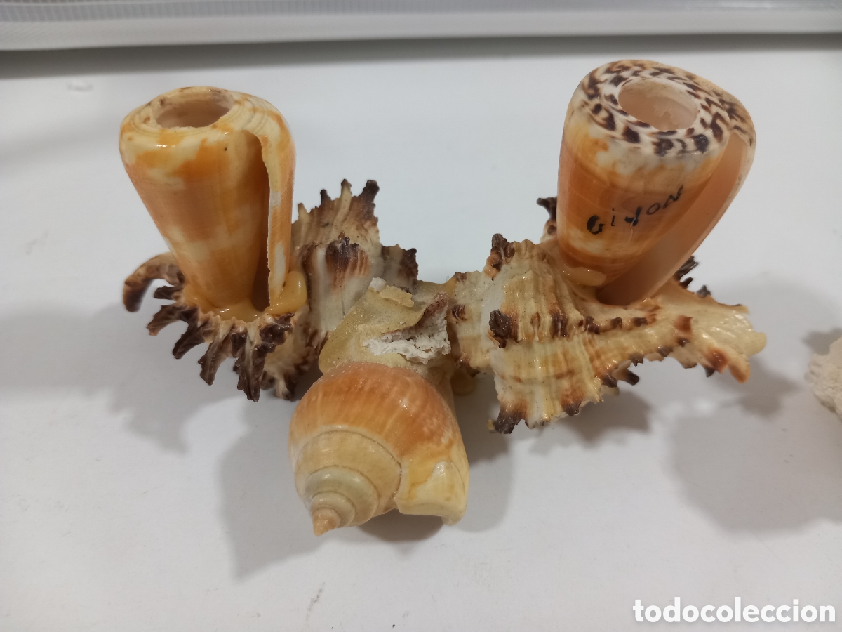 Segunda mano: PALILLERO HECHO CON CARACOLAS- MALACOLOGIA - Foto 8