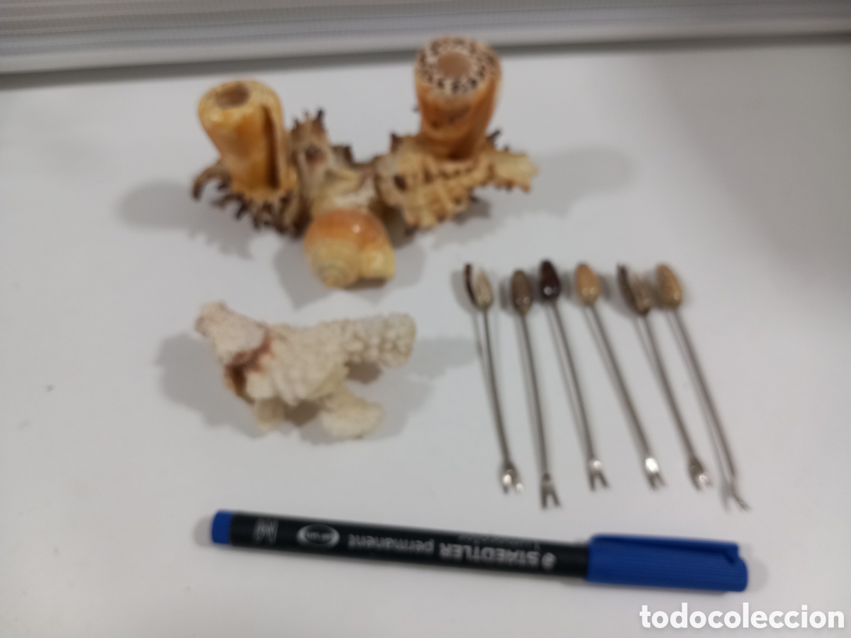 Segunda mano: PALILLERO HECHO CON CARACOLAS- MALACOLOGIA - Foto 10