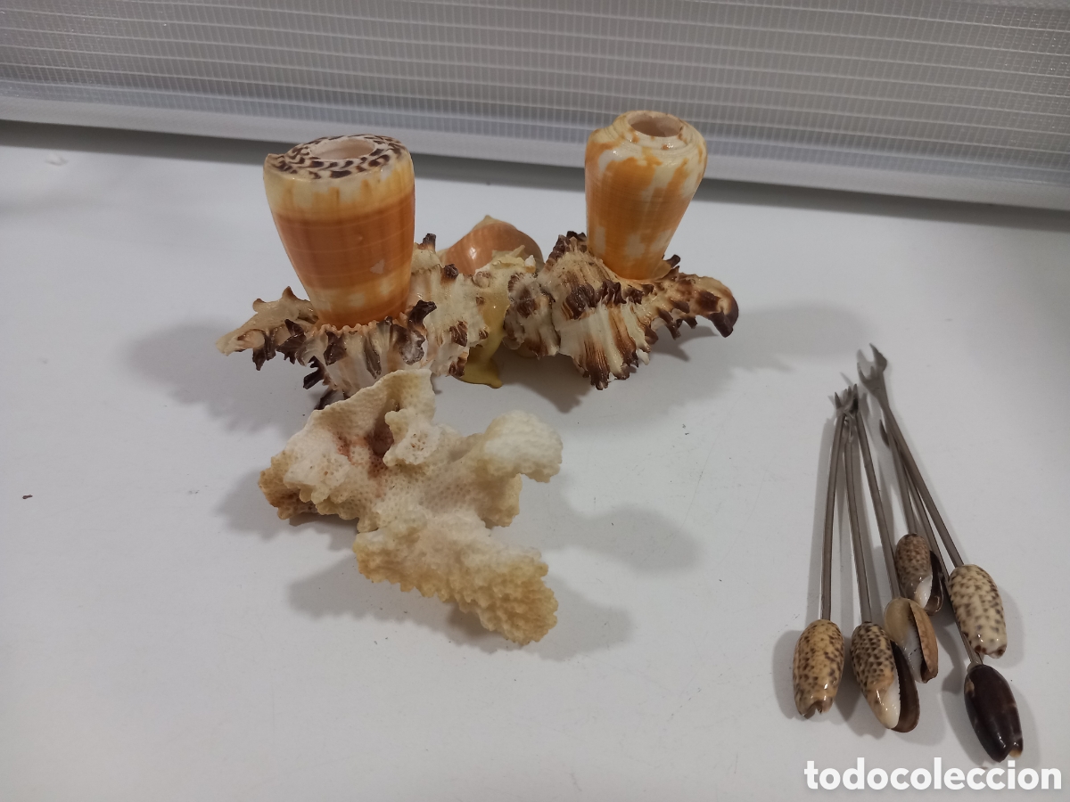 Segunda mano: PALILLERO HECHO CON CARACOLAS- MALACOLOGIA - Foto 11