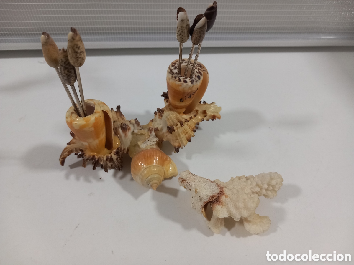 Segunda mano: PALILLERO HECHO CON CARACOLAS- MALACOLOGIA - Foto 12