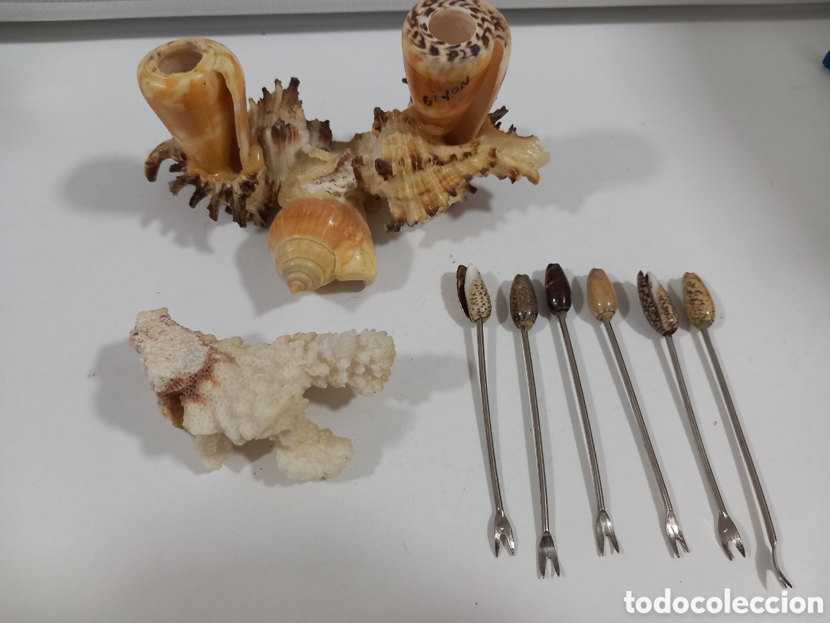Segunda mano: PALILLERO HECHO CON CARACOLAS- MALACOLOGIA - Foto 13