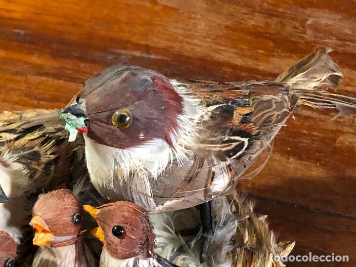 Segunda mano: NIDO DE PAJAROS CON PLUMAJE NATURAL - Foto 3