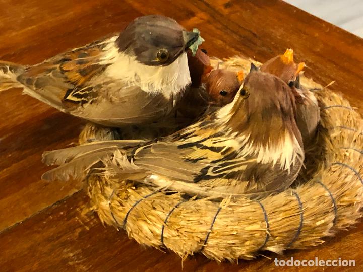 Segunda mano: NIDO DE PAJAROS CON PLUMAJE NATURAL - Foto 4