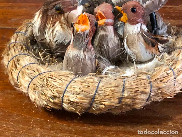 Segunda mano: NIDO DE PAJAROS CON PLUMAJE NATURAL - Foto 1