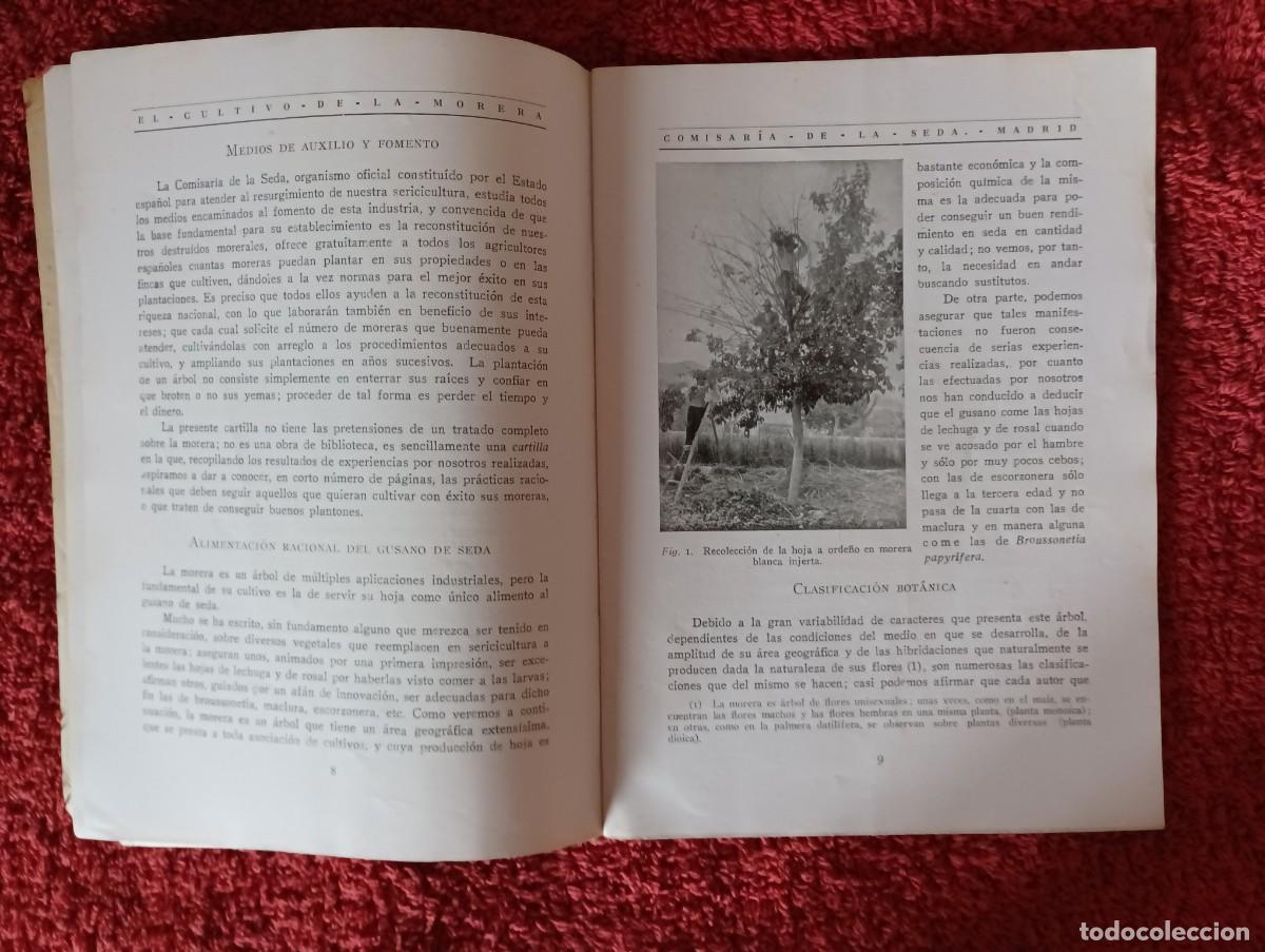 Segunda mano: COMISAR&Iacute;A DE LA SEDA - CULTIVO DE LA MORERA 1927 - Foto 6