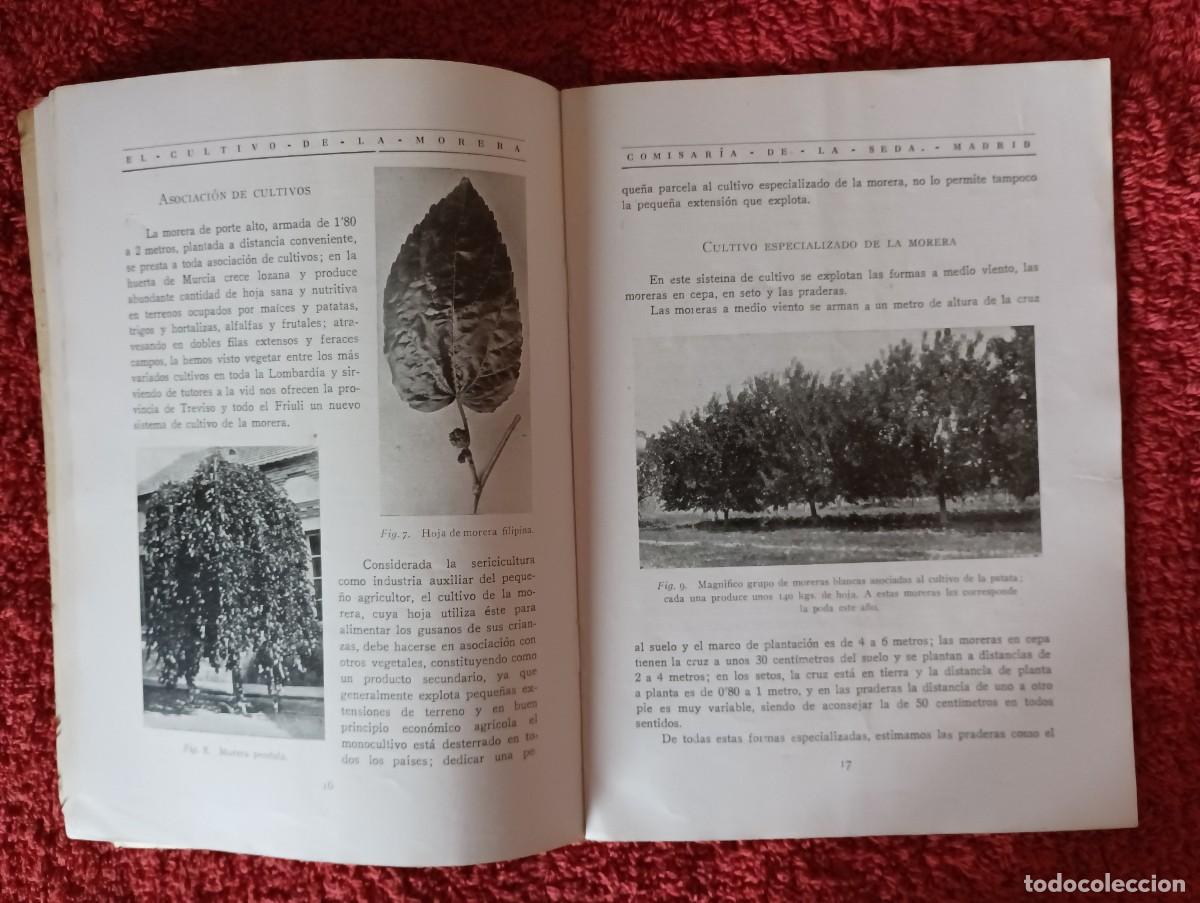 Segunda mano: COMISAR&Iacute;A DE LA SEDA - CULTIVO DE LA MORERA 1927 - Foto 7