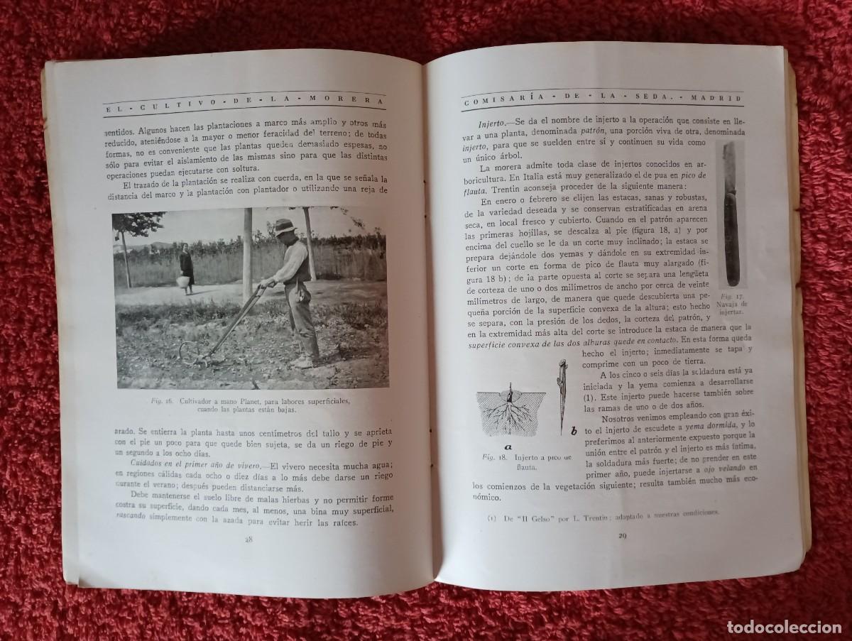 Segunda mano: COMISAR&Iacute;A DE LA SEDA - CULTIVO DE LA MORERA 1927 - Foto 8