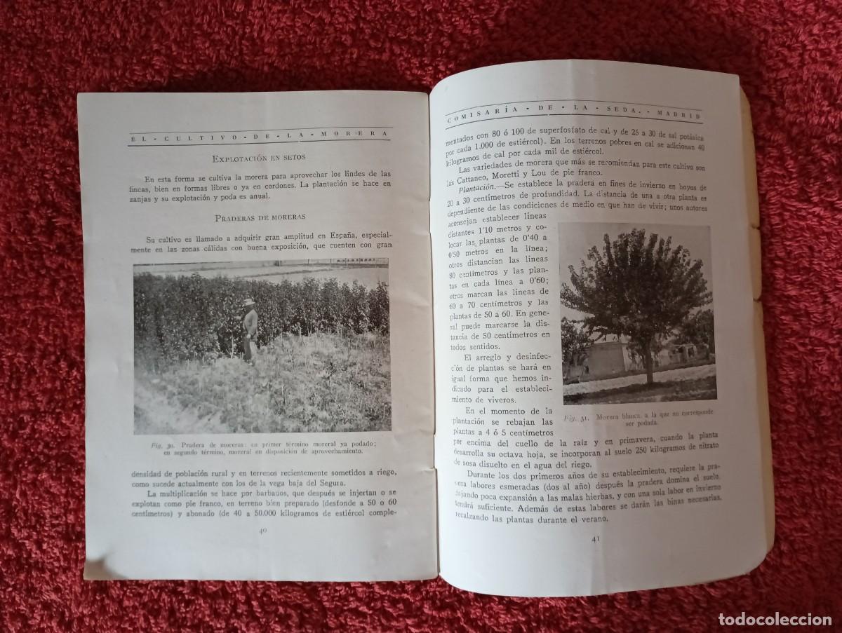 Segunda mano: COMISAR&Iacute;A DE LA SEDA - CULTIVO DE LA MORERA 1927 - Foto 9
