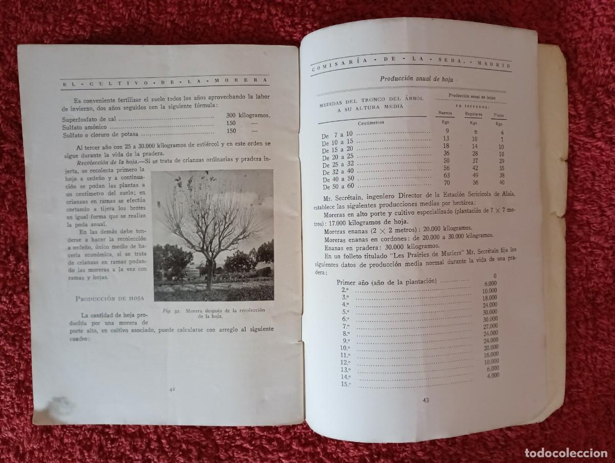 Segunda mano: COMISAR&Iacute;A DE LA SEDA - CULTIVO DE LA MORERA 1927 - Foto 10