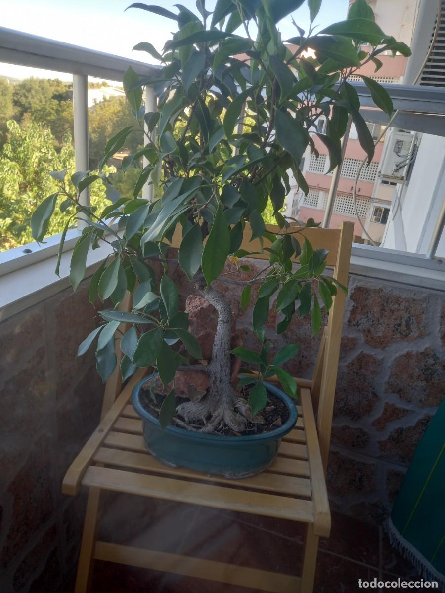 Segunda mano: Bonsai ficus marisma - Foto 1