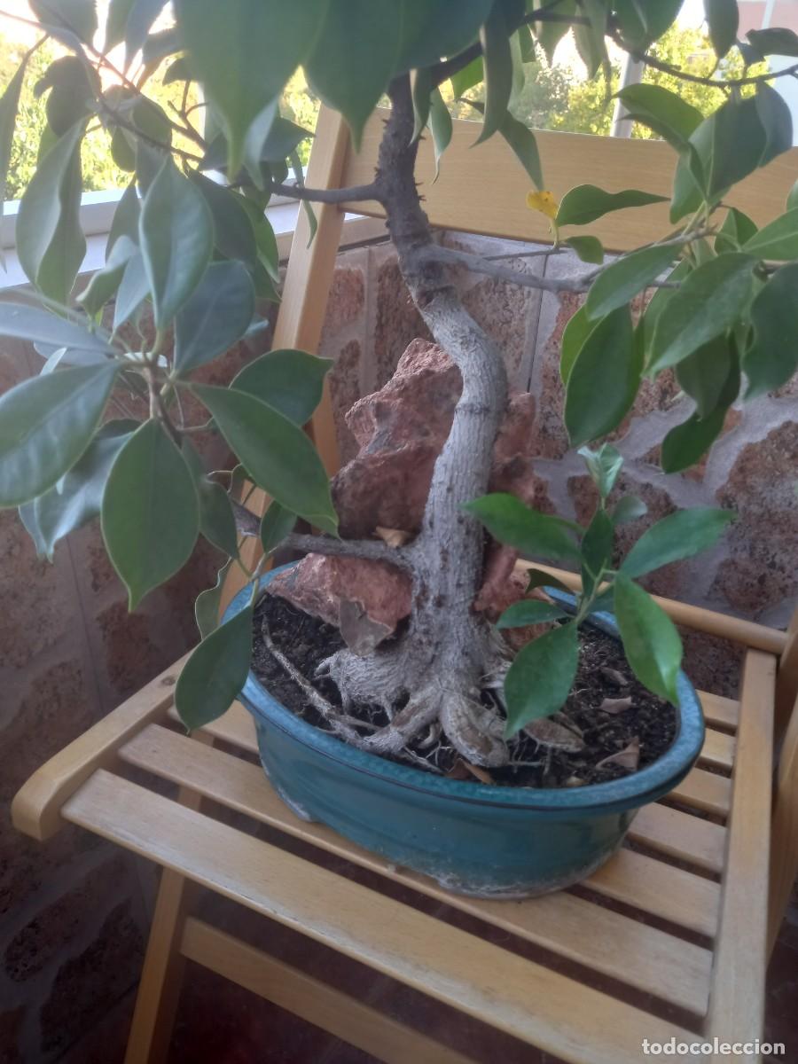 Segunda mano: Bonsai ficus marisma - Foto 2