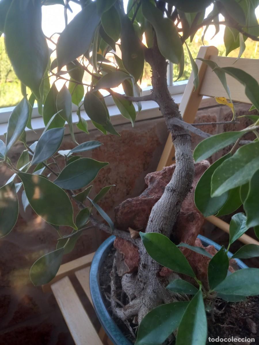 Segunda mano: Bonsai ficus marisma - Foto 3