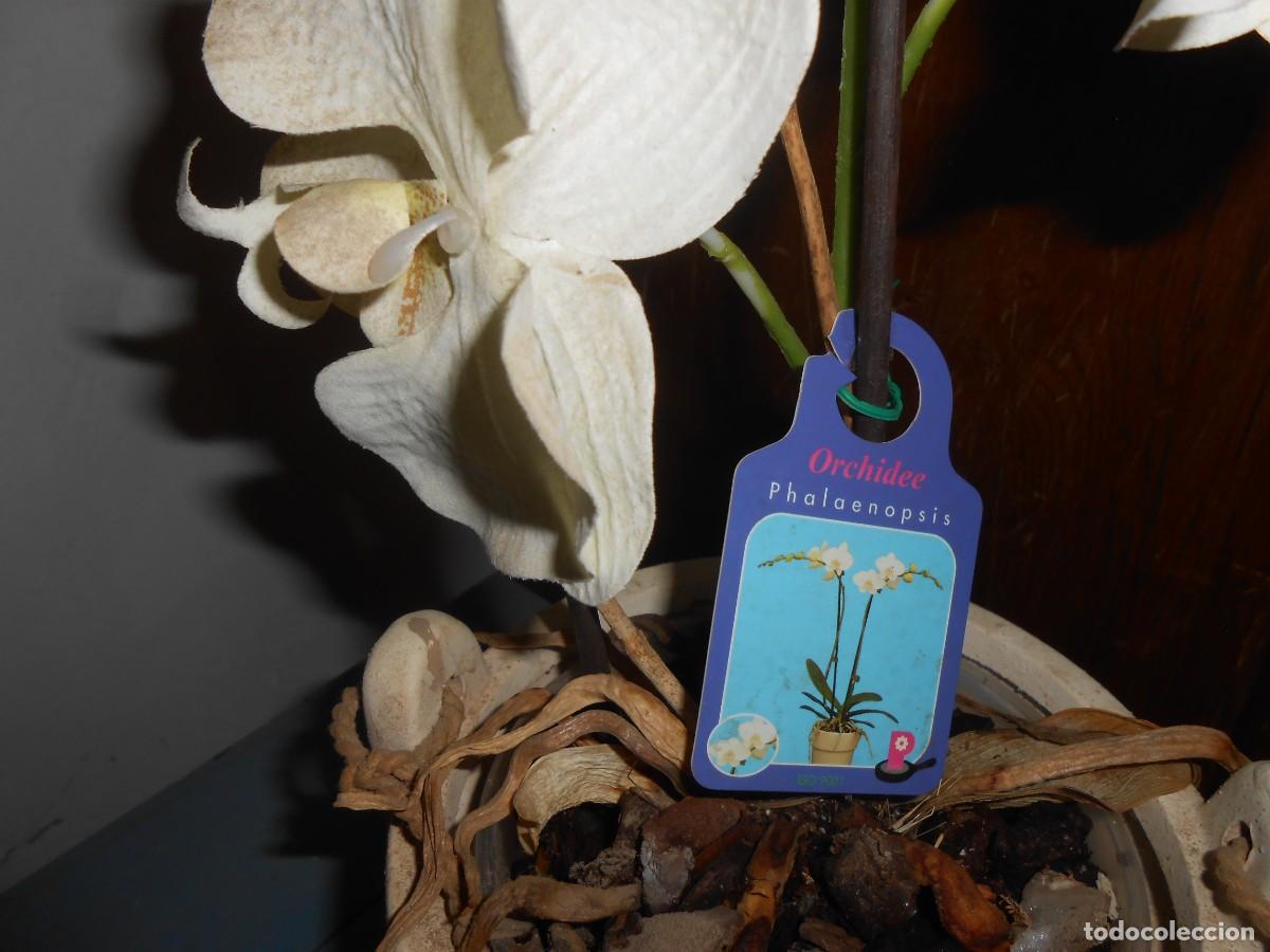 Segunda mano: ORQUIDEA ARTIFICIAL en maceta de cer&aacute;mica - Foto 2