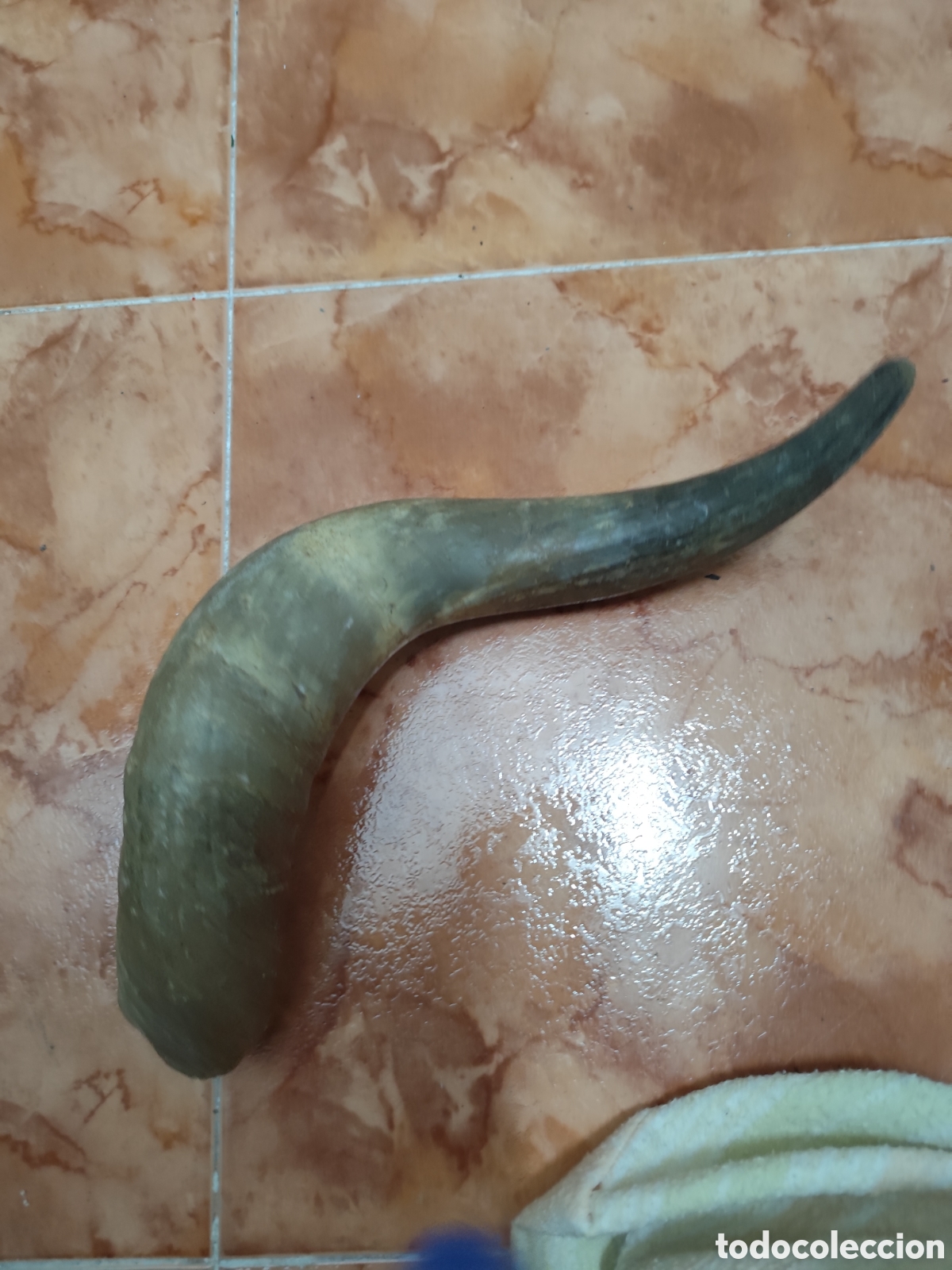 Segunda mano: Cuerno izquierdo de vaca - Foto 1