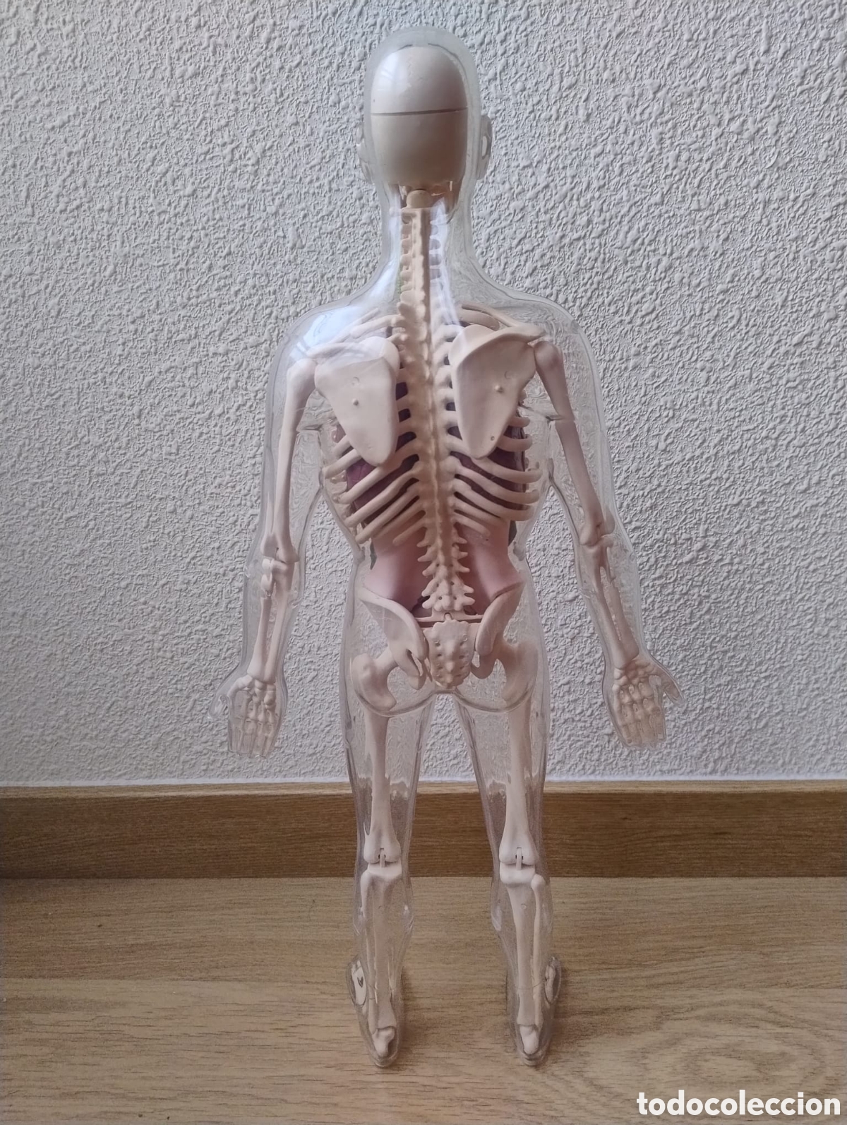 Segunda mano: Mu&ntilde;eco anatom&iacute;a humana - Foto 2