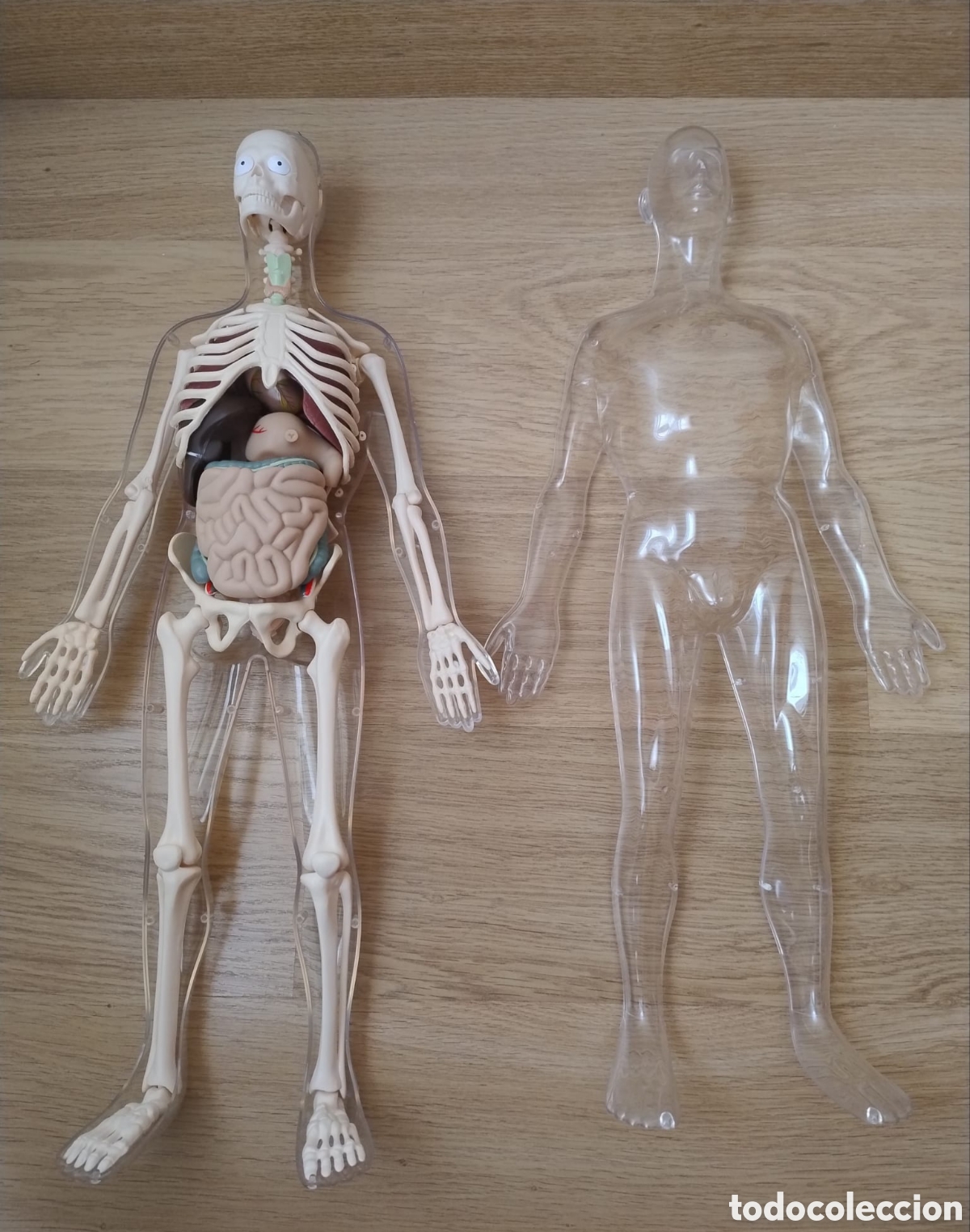 Segunda mano: Mu&ntilde;eco anatom&iacute;a humana - Foto 3