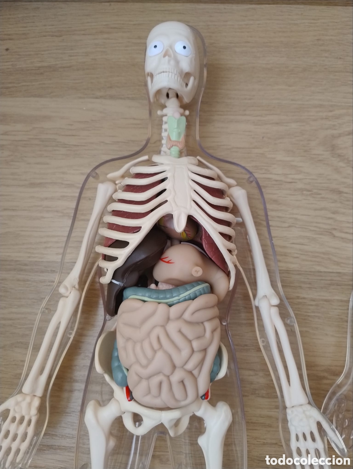 Segunda mano: Mu&ntilde;eco anatom&iacute;a humana - Foto 4