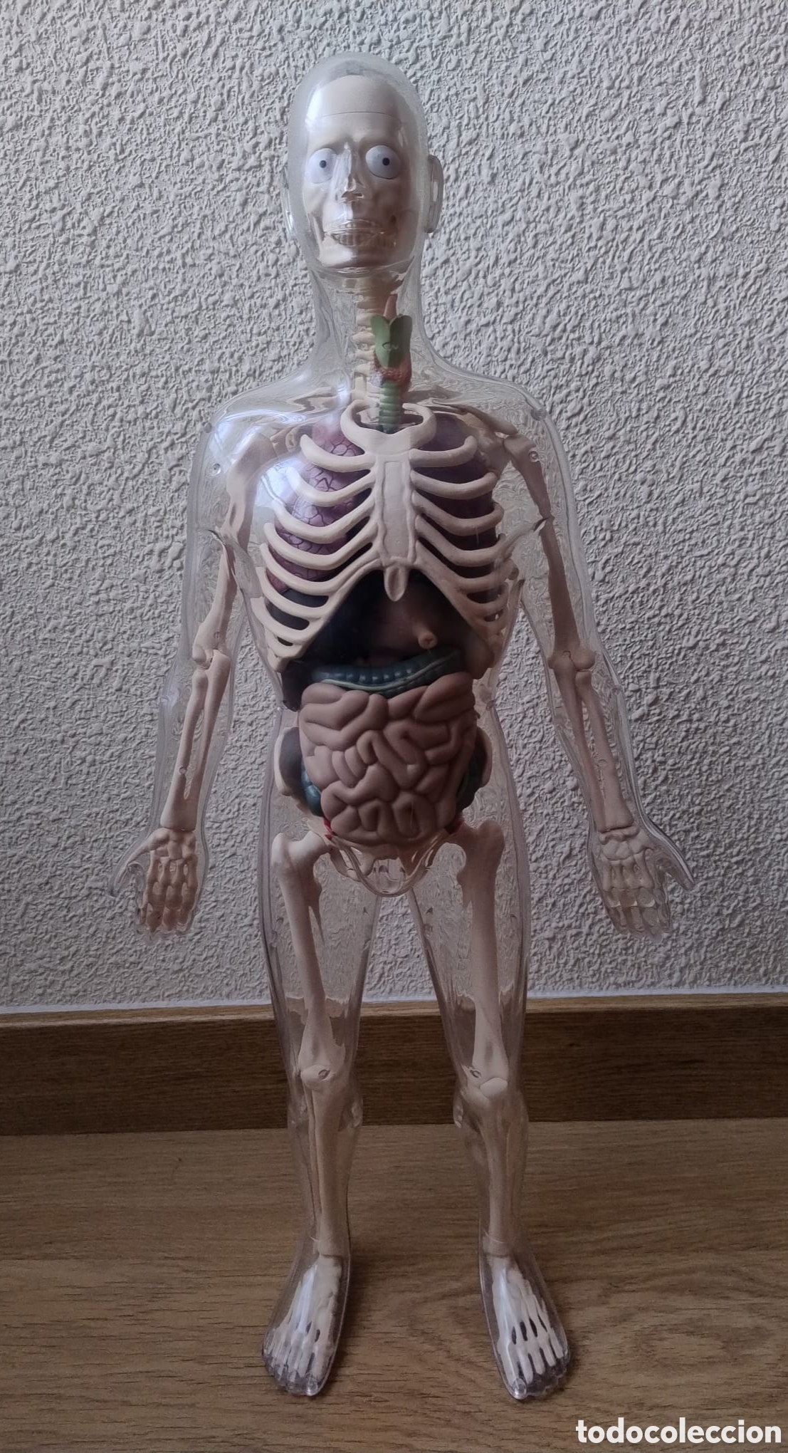 Segunda mano: Mu&ntilde;eco anatom&iacute;a humana - Foto 1