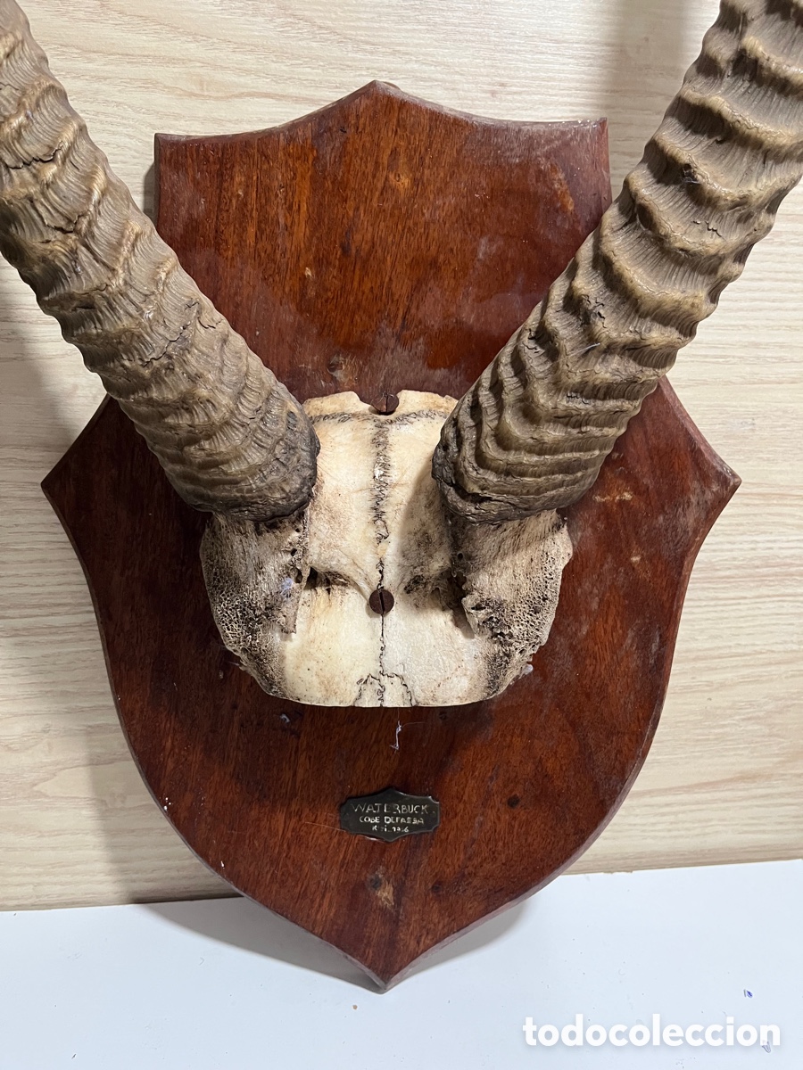 Segunda mano: Cuernos de ant&iacute;lope de &Aacute;frica - Foto 2