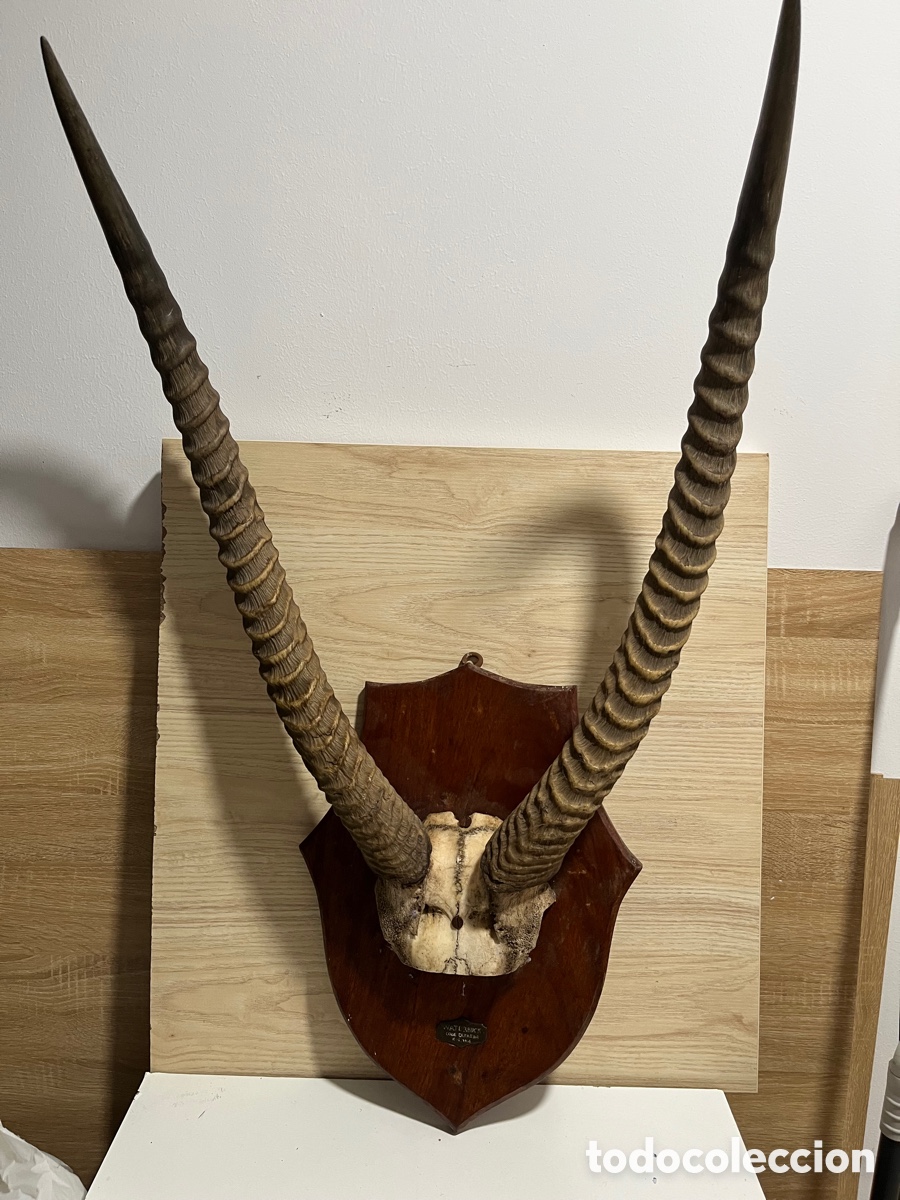 Segunda mano: Cuernos de ant&iacute;lope de &Aacute;frica - Foto 1