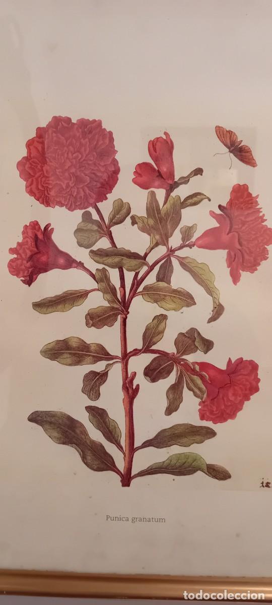 Segunda mano: Lamina de botanica.Flores - Foto 1