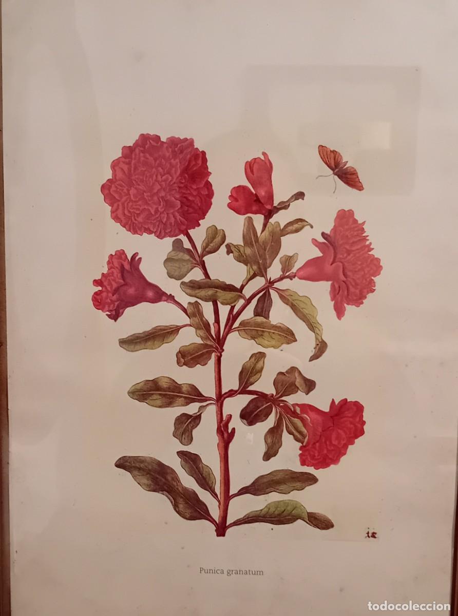 Segunda mano: Lamina de botanica.Flores - Foto 2