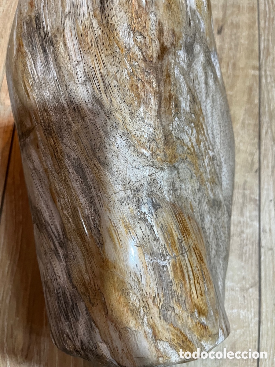Segunda mano: F&oacute;sil de madera petrificada - Foto 3
