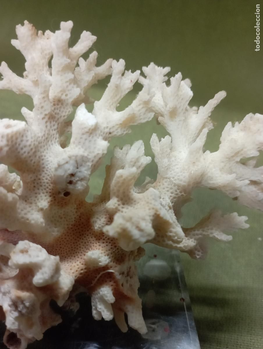 Segunda mano: coral blanco natural sobre metacrilato - Foto 2