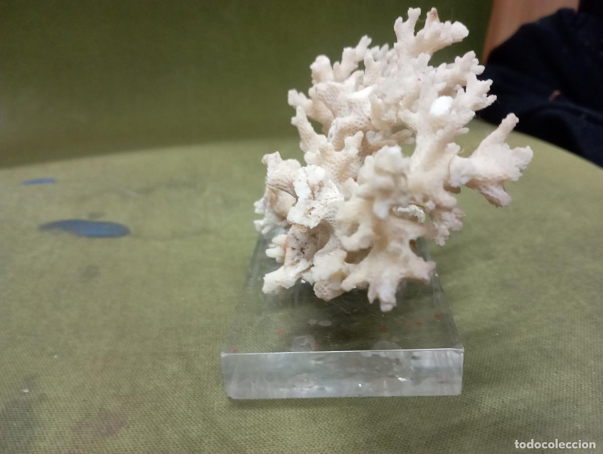 Segunda mano: coral blanco natural sobre metacrilato - Foto 4