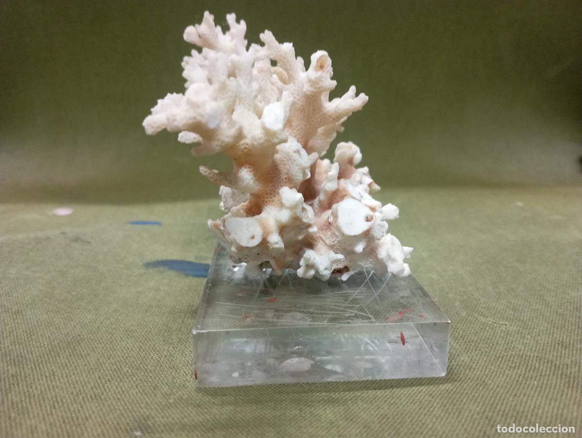 Segunda mano: coral blanco natural sobre metacrilato - Foto 6