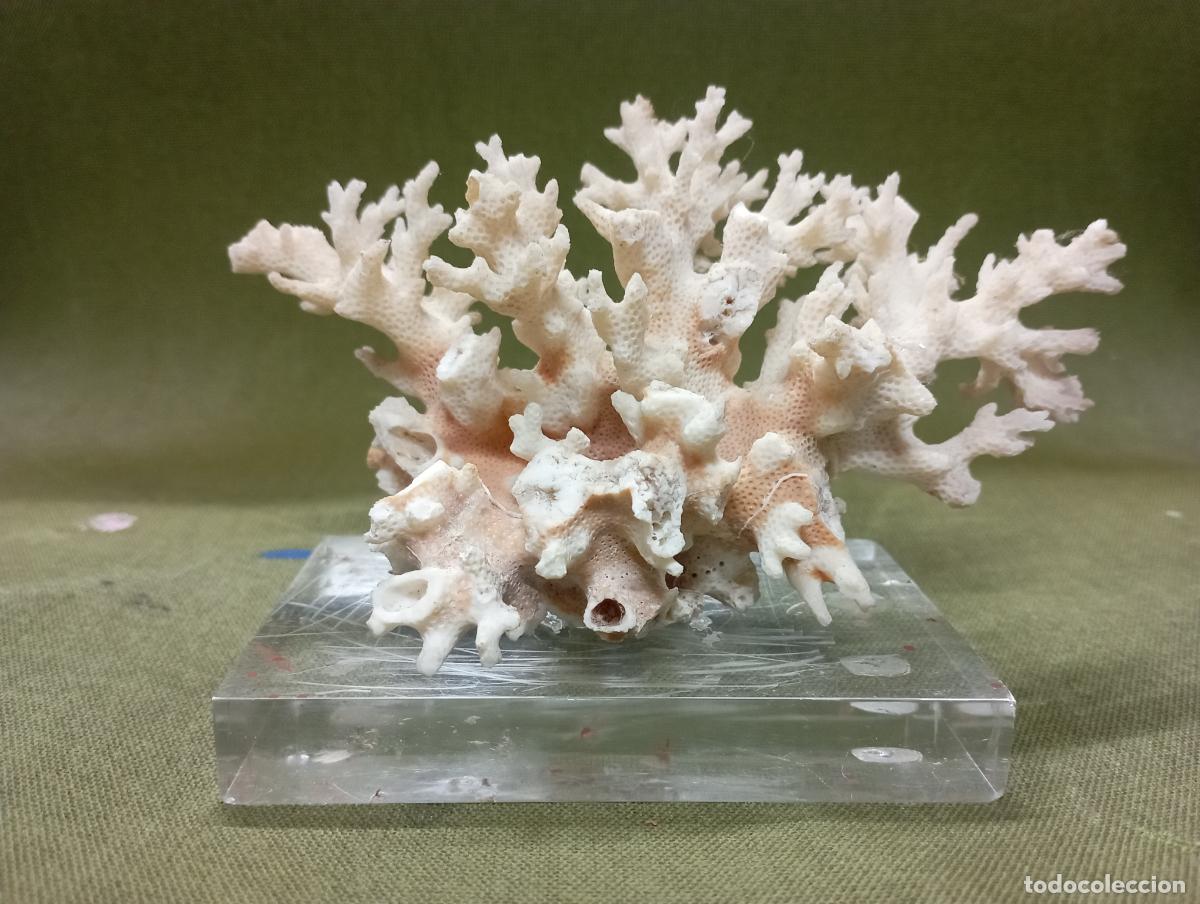 Segunda mano: coral blanco natural sobre metacrilato - Foto 1