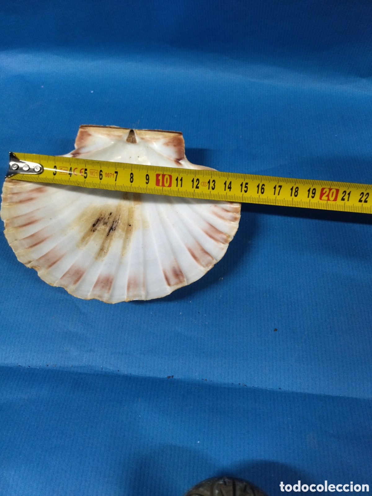 Segunda mano: Concha natural vieira - Foto 3