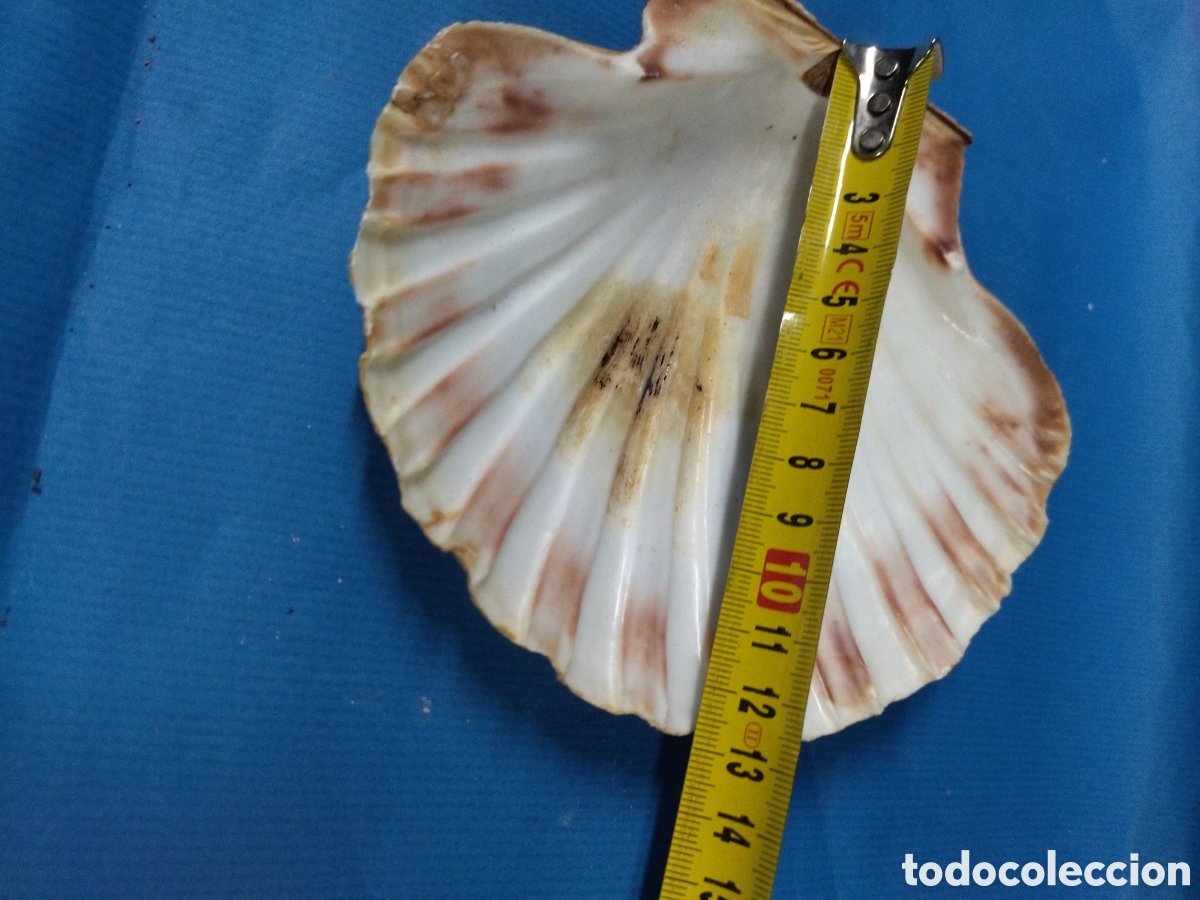 Segunda mano: Concha natural vieira - Foto 4