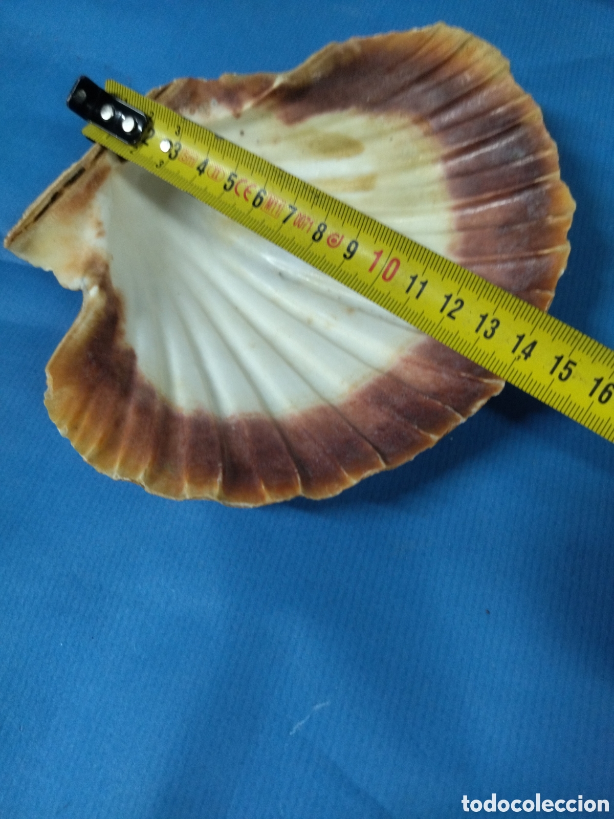 Segunda mano: Concha natural vieira - Foto 4