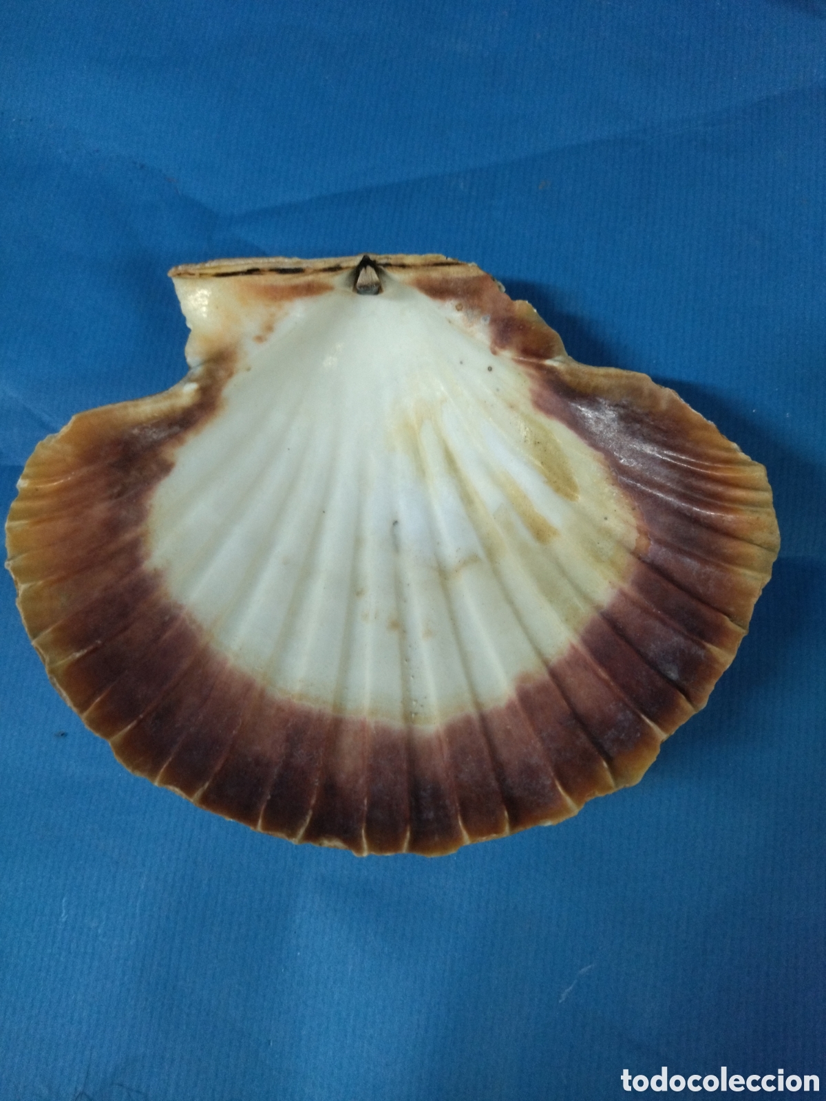 Segunda mano: Concha natural vieira - Foto 1